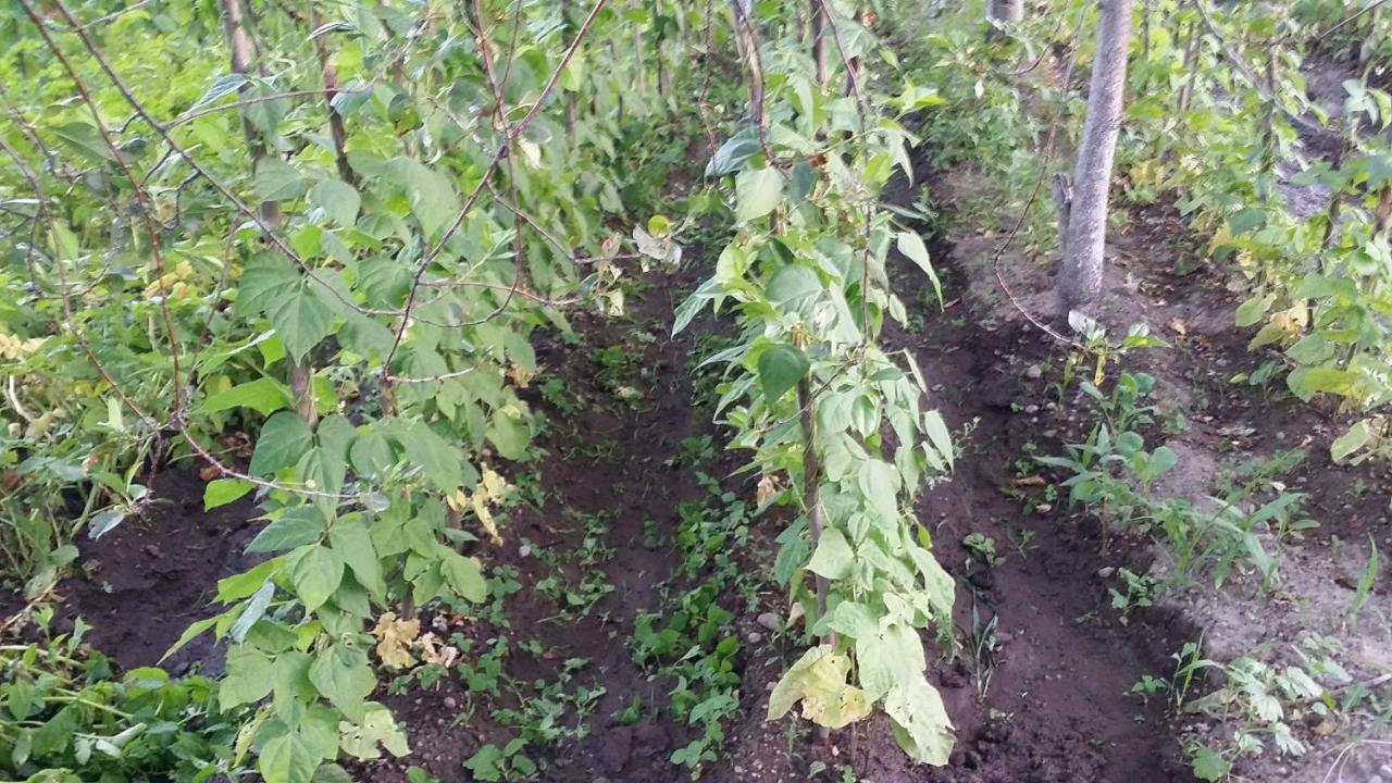 Verishen Guest House B&B Goris Εξωτερικό φωτογραφία